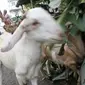 Pencuri ternak di Sulsel ternyata pamali curi kambing (Liputan6.com/ Eka Hakim)