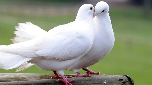 Foto: copyright photos-animaux.com