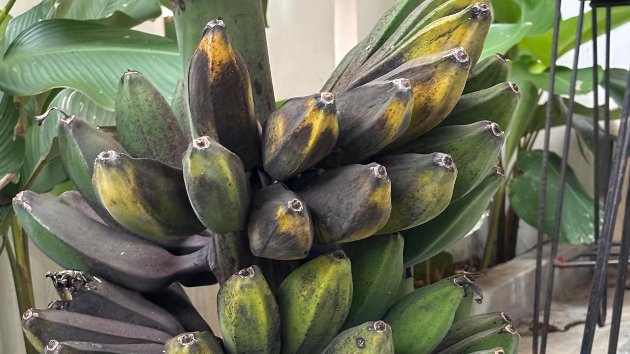 Manfaat Pisang Kepok untuk Asam Lambung, Atasi Maag Secara Alami