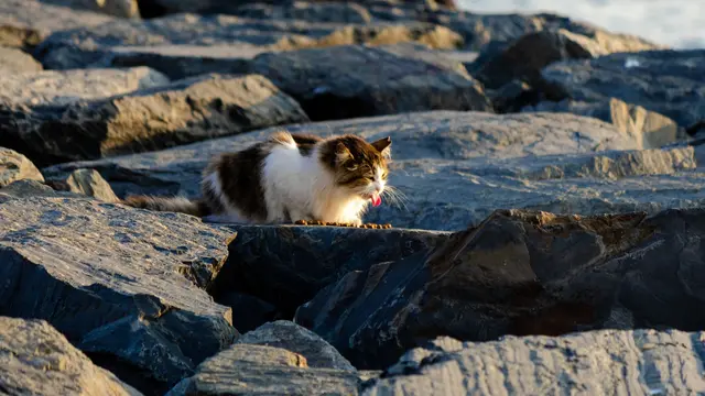 Kucing terjebak banjir