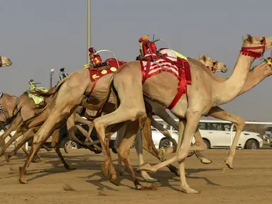 Unta-unta berlari pada awal perlombaan Festival Unta Putra Mahkota di Kota Taif, Arab Saudi, Rabu (11/8/2021). Selain mempromosikan warisan balap unta Arab Saudi, festival ini juga berupaya untuk mendukung pariwisata dan pembangunan ekonomi. (Amer HILABI/AFP)