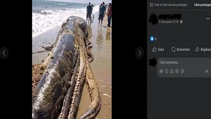 <p>Gambar tangkapan layar foto yang diklaim seekor gurita raksasa terdampar di sebuah pantai di Bali. (sumber: Facebook)</p>