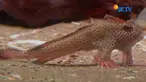 Ikan ini lebih sering berjalan di dalam air dibanding berenang