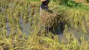 Petani memamen padi dengan latar belakang Curug Awang di desa Taman Jaya, Ciletuh, Sukabumi, Jawa Barat  (24/6). Curug Awang merupakan salah satu curug yang berada di aliran sungai Ciletuh. (Merdeka.com/Arie Basuki)