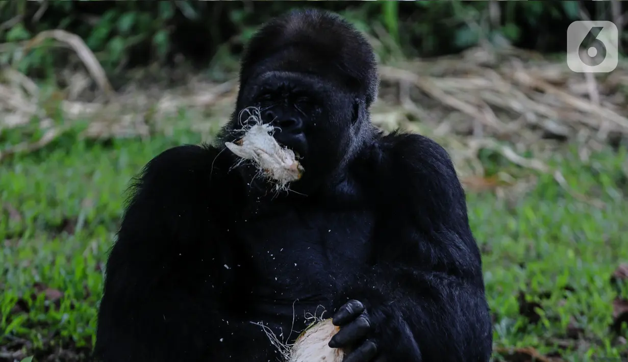 Gorila memakan makanan dalam kandangnya di Taman Margasatwa Ragunan, Jakarta Selatan, Senin (20/4/2020). Satwa-satwa di Taman Margasatwa Ragunan terlihat lebih tenang karena lingkungan menjadi lebih sepi sesuai habitat aslinya. (Liputan6.com/Faizal Fanani)