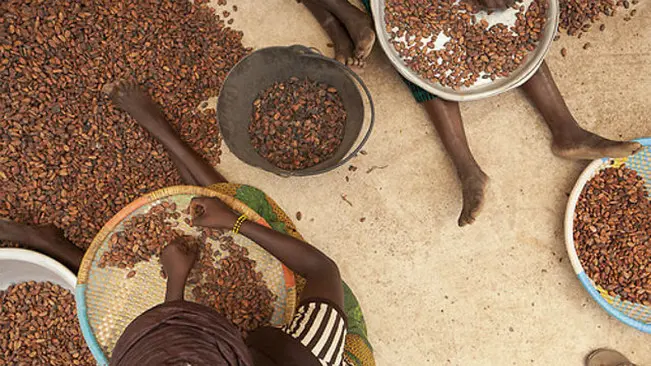 Buruh anak di perkebunan cokelat Ghana. (Sumber Vimeo)