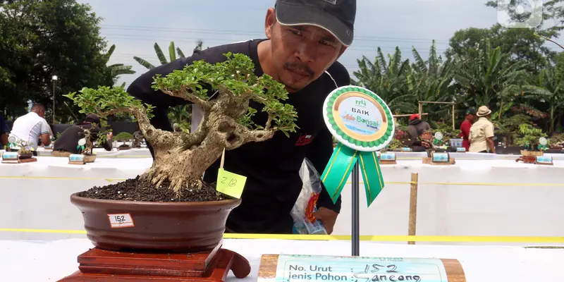 Ragam Jenis Tanaman Bonsai Dipamerkan dalam Kontes di Depok