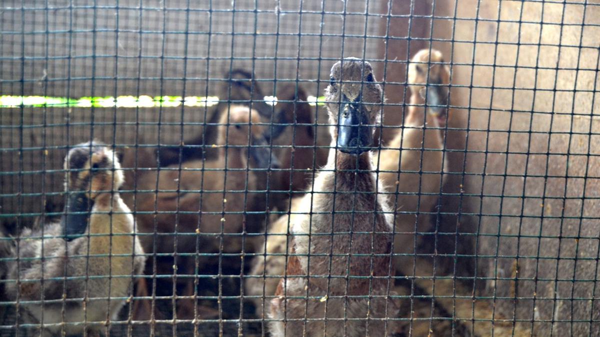 7 Jenis Hewan Ternak Ideal Dikembangkan saat Musim Hujan di Indonesia