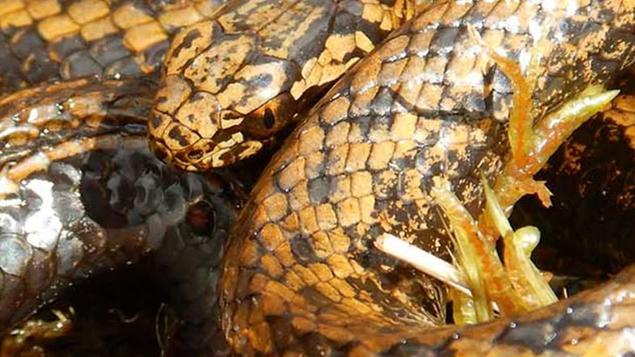 FOTO: Peneliti Temukan Spesies Ular Baru Penghuni Taman Berbahaya di Peru, Diberi Nama Aktor Indiana Jones