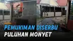 Puluhan monyet menyerbu pemukiman warga akibat hutan di babat.