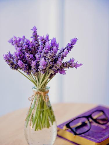 Mencium Aroma Bunga Lavender Bantu Atasi Insomnia Menurut Studi
