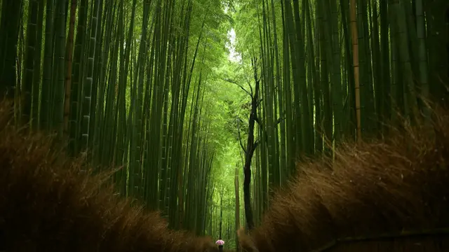 Arashiyama Bamboo Forest