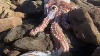 Bangkai cumi-cumi raksasa yang ditemukan di Pantai Scarborough, Afrika. (Foto: Tim Dee/SNWS)