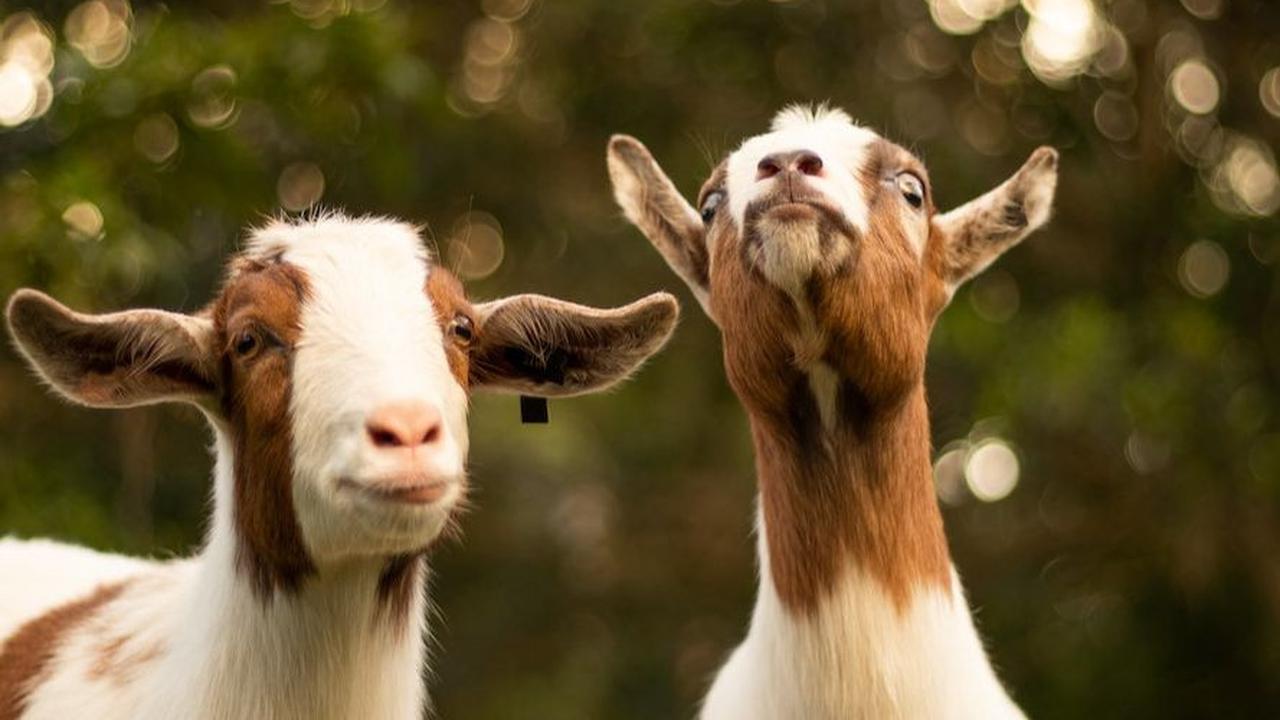 Kambing