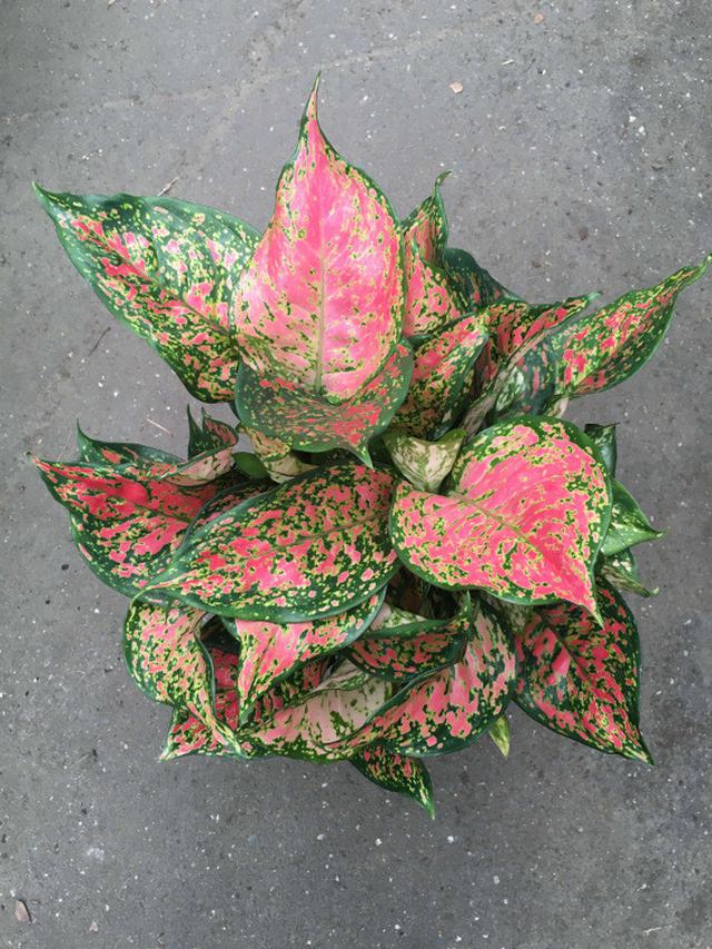Ilustrasi Aglaonema Lady Valentine | westlakenursery.com.au