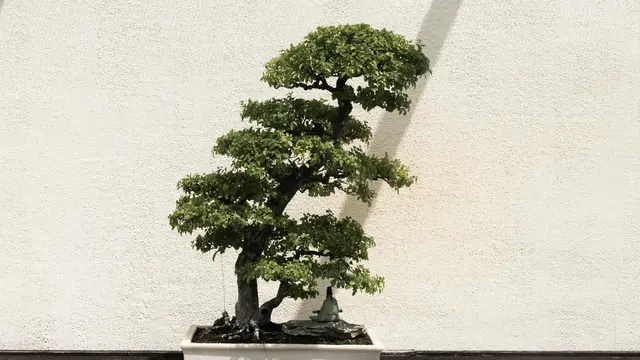 Bonsai
