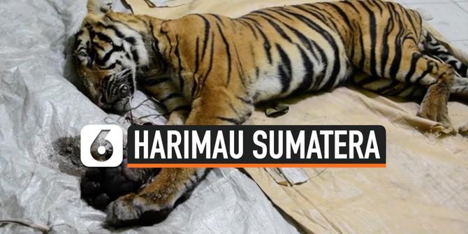VIDEO: Harimau Sumatra Mati Terjerat Tali Sling di Riau