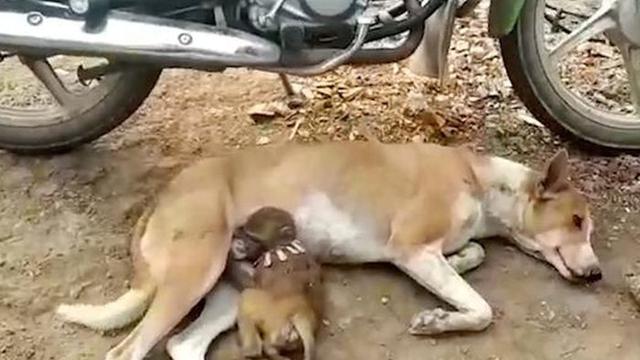 6 Potret Hewan Salah Induk saat Minta Susu Ini Nyeleneh