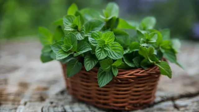 Berbeda dengan Catnip, Jangan Biarkan Kucing Memakan Daun Mint