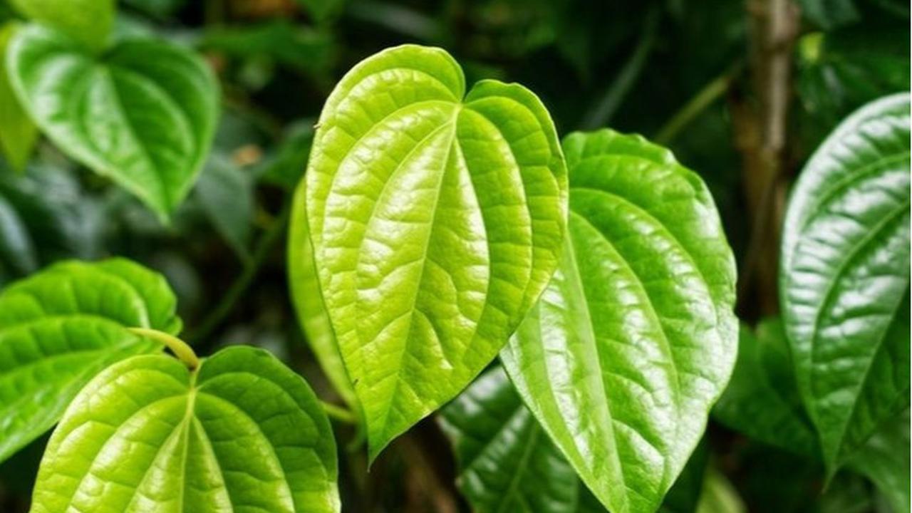 Ilustrasi Daun Sirih