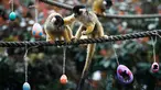 Seekor monyet tupai mendorong pasangannya pergi saat memakan telur Paskah di Kebun Binatang London, Inggris, Kamis (29/3). Monyet-monyet tersebut berebut hadiah talur Paskah yang berisi cacing dan biji-bijian. (AP Photo/Alastair Grant)