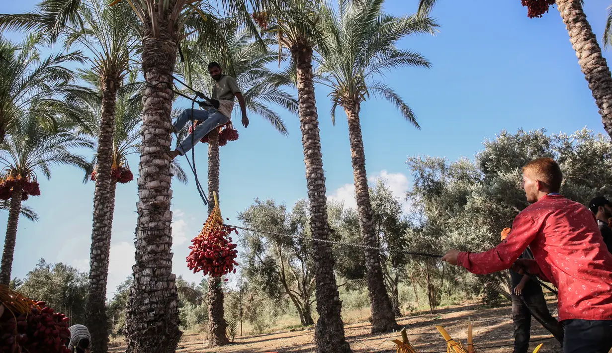 Seorang petani menarik tali saat menurunkan buah kurma dari pohonnya selama panen tahunan di Deir al-Balah di Jalur Gaza tengah (24/9/2019). Warga Palestina yang tinggal di Deir al-Balah tengah sibuk dengan hasil panen kurmanya yang melimpah. (AFP Photo/Said Khatib)