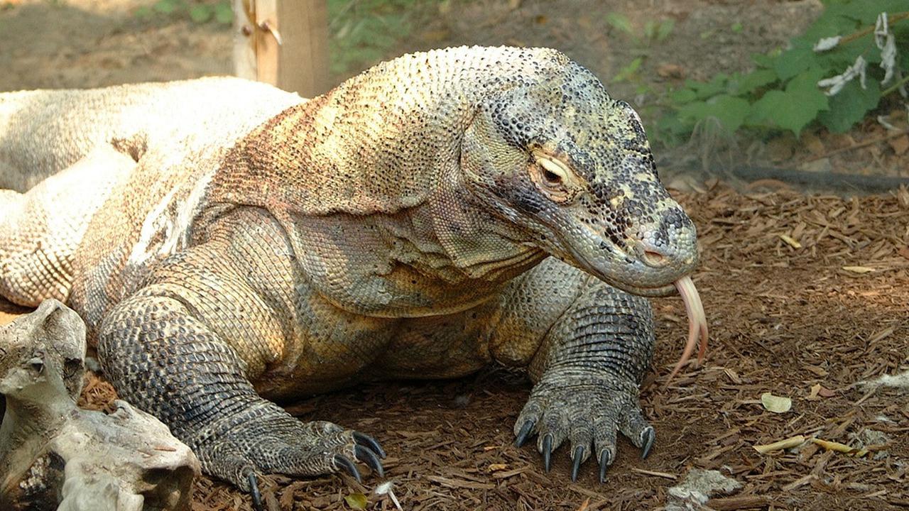 Fakta Komodo, Hewan Endemik Indonesia yang Terancam Punah