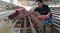 Guntur Yugo (29), seorang peternak ayam petelur sedang mengambil telur di peternakannya, Minggu (30/5/2021).(Bola.com/Faozan Tri Nugroho)