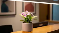 10 Pilihan Tanaman Mini yang Cocok untuk Meja Resepsionis Kantor yang Cantik Sepanjang Hari