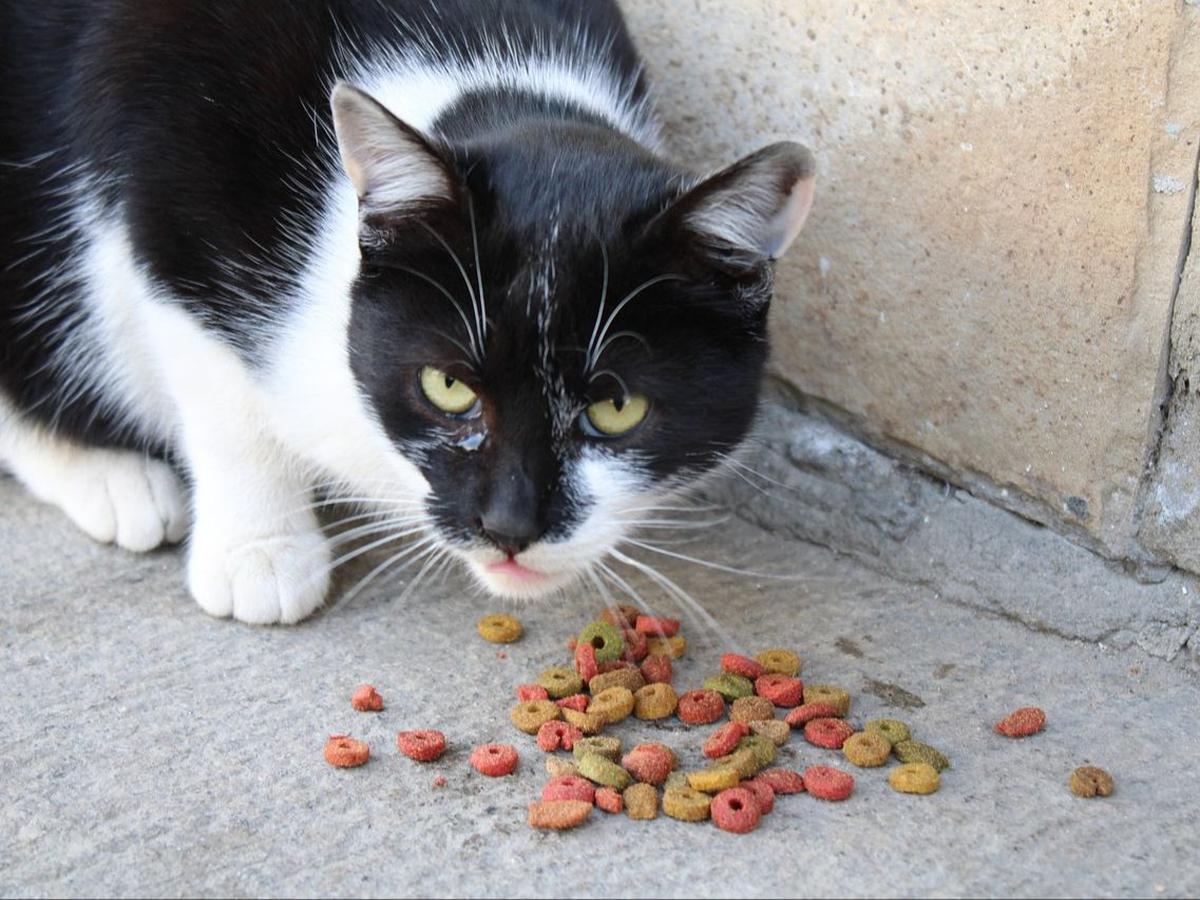 Dry Food Kucing