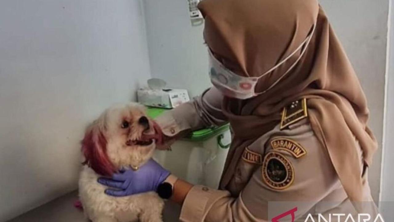 BKHIT Maluku Gencarkan Uji Rabies Ambon, Antisipasi Lonjakan Kasus Fatal
