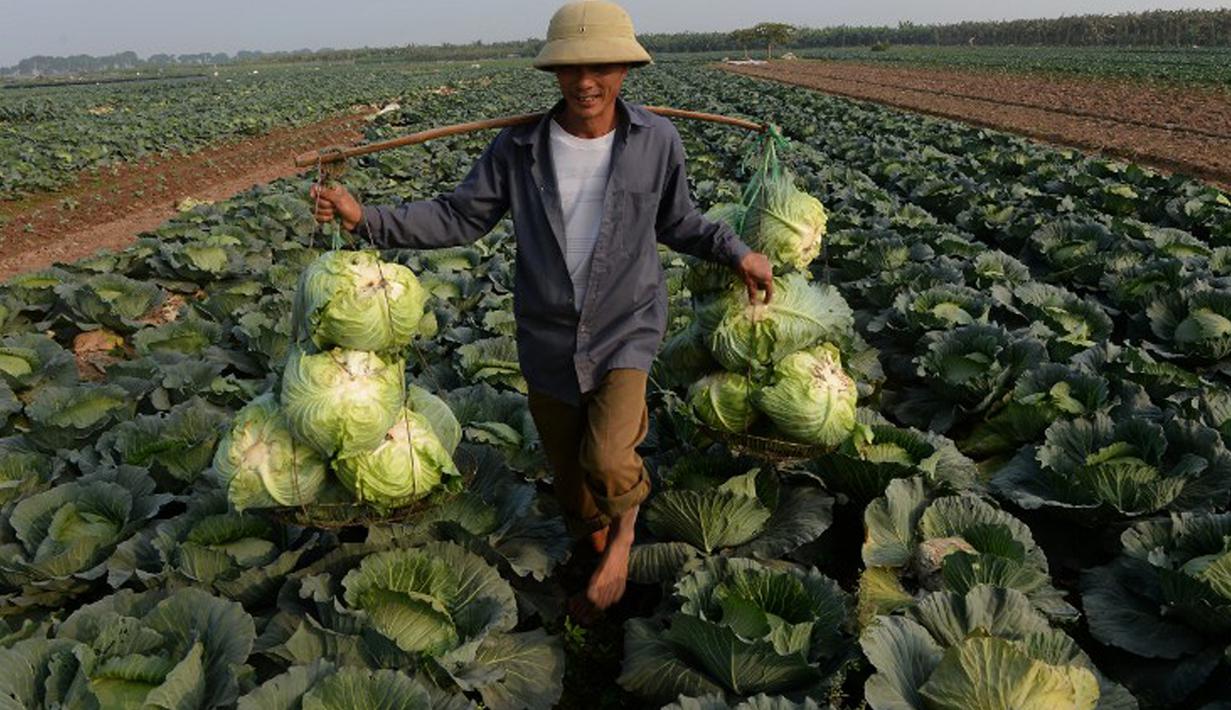 Kubis adalah sayuran yang mudah ditemui di Indonesia. Jenis sayuran ini mengandung belerang di dalamnya, yang penting untuk mengurai bahan kimia dari dalam tubuh, seperti pestisida hingga obat yang dikonsumsi ketika sakit. (AFP PHOTO / HOANG DINH NAM)