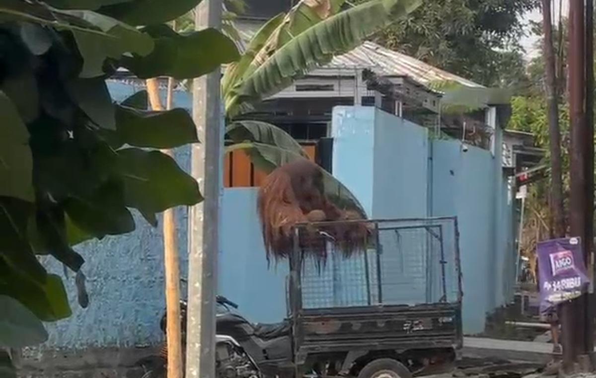 Orang Utan di Solo Safari Lepas