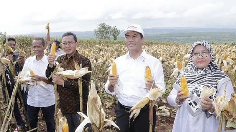 Tuban Panen Jagung 50 Ribu Hektar, Mentan Amran: Dalam Waktu Dekat Kita Ekspor Jagung