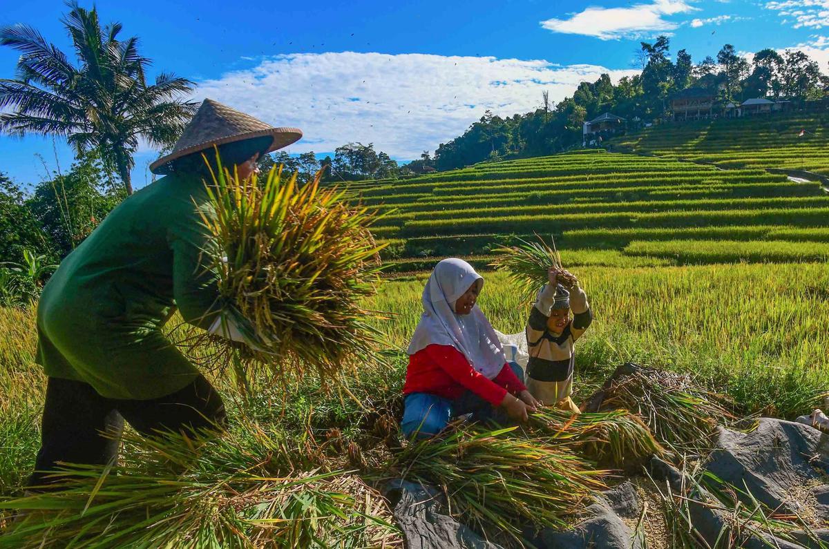 FOTO: Panen Padi di Terasering Cisalada