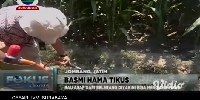 VIDEO: Pakai Belerang, Petani di Jombang Basmi Hama Tikus