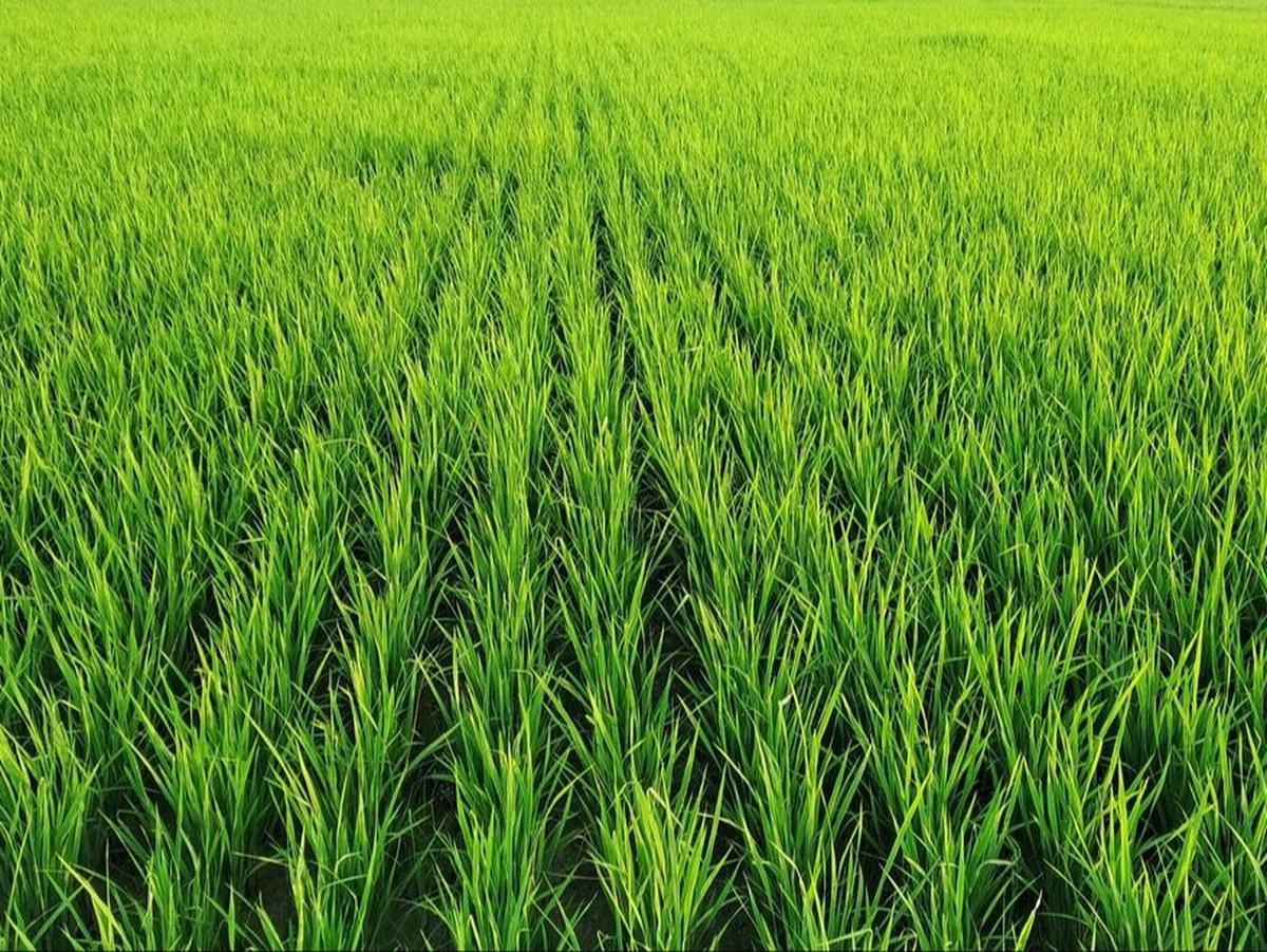 Petani