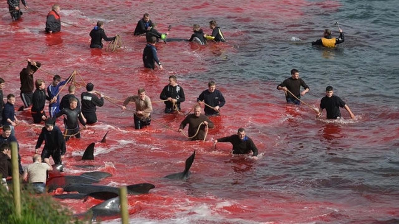 Sadisnya tradisi berburu ratusan paus di Kepulauan Faroe