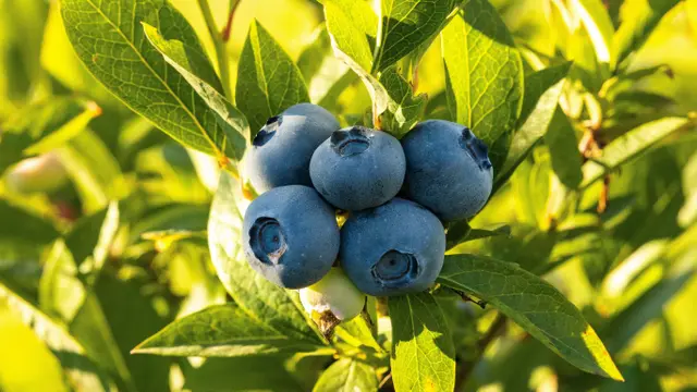 Buah Blueberry. (Unsplash/Alex Ushakoff)