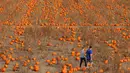 Seorang pria dan wanita berjalan mencari labu untuk perayaan hari Halloween di ladang Rock Creek Farm di Broomfield, Colorado, (27/10). Hari Halloween dirayakan setiap tahun pada tanggal 31 Oktober. (REUTERS/Rick Wilking)