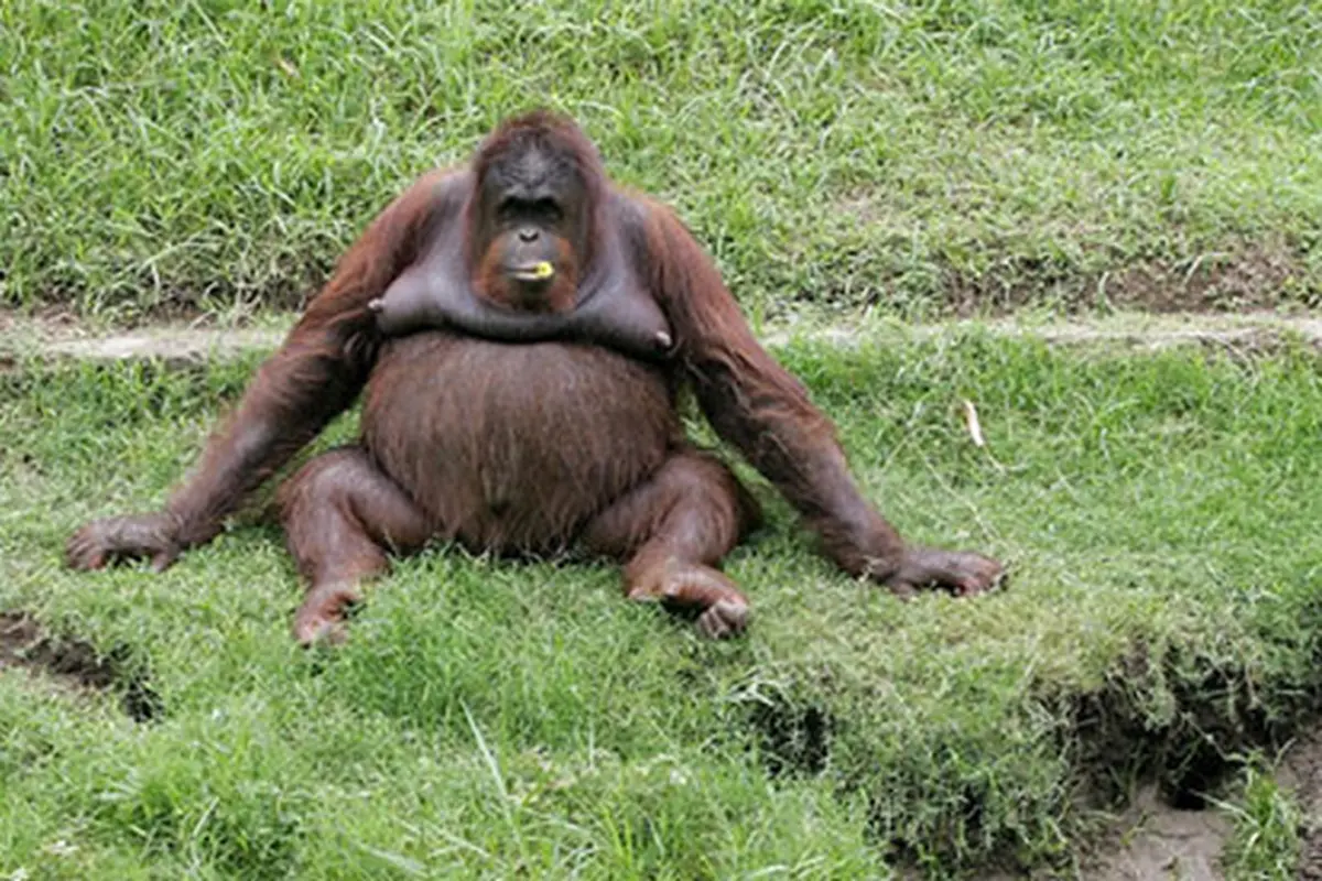 Berikut 9 Fakta Tentang Orangutan, Sudah Tahu Belum?