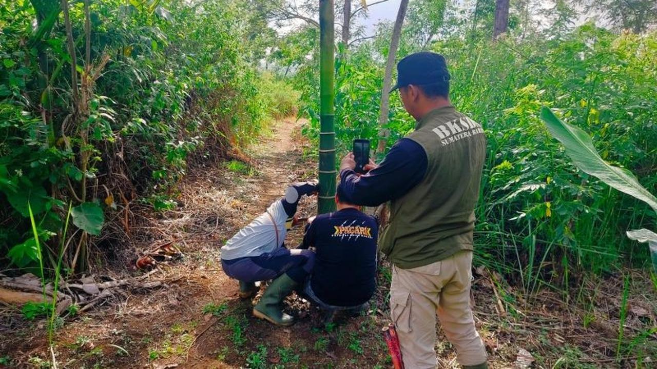Petugas BKSDA Sumbar Berhadapan Langsung dengan Harimau Sumatra Remaja di Agam