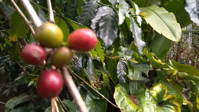 Seorang pengunjung sedang minum kopi di kafe Seladang (Liputan6.com/Rino Abonita)