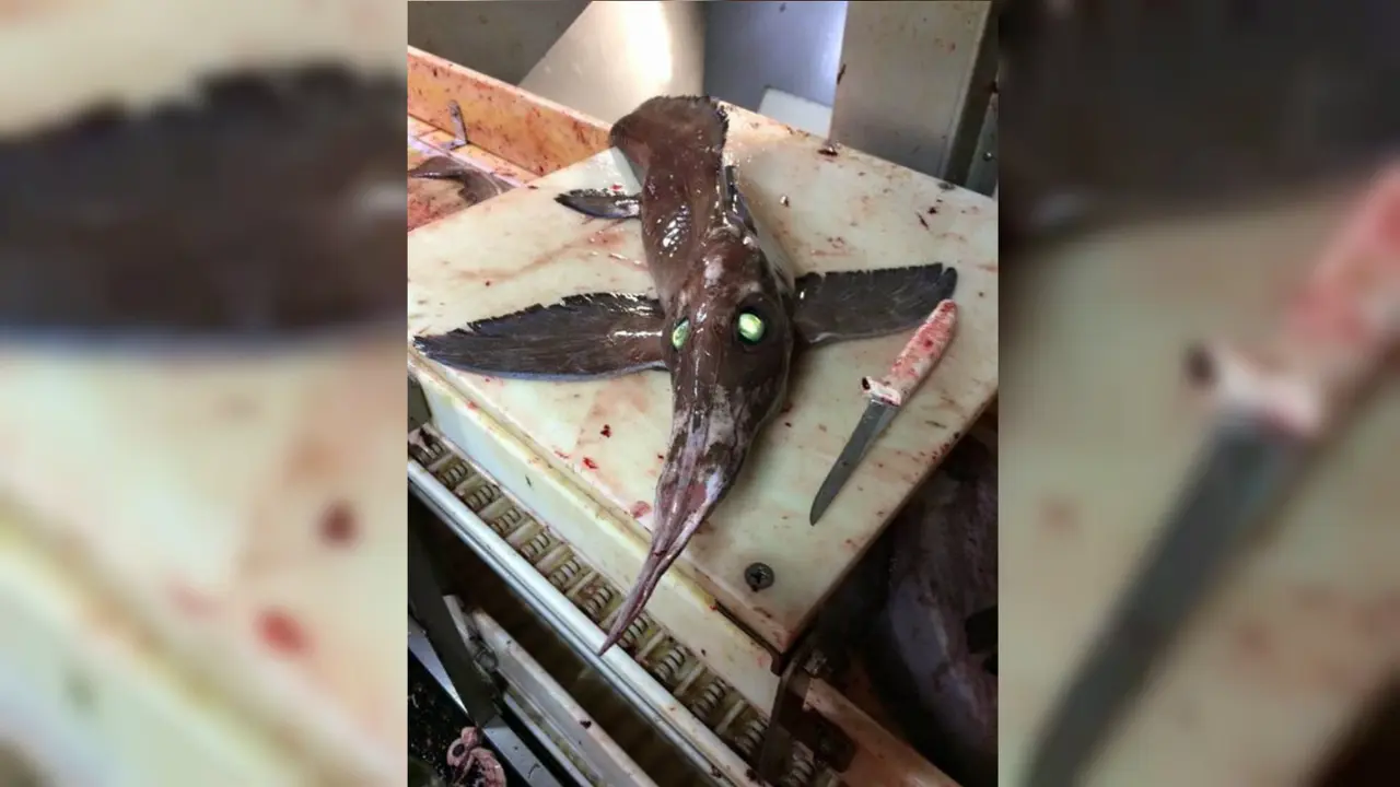 Nelayan Mendapati Ikan 'Alien' di Perairan Kanada