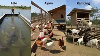 Perbandingan Budidaya Lele, Ayam, dan Kambing: Mana yang Untung Besar?