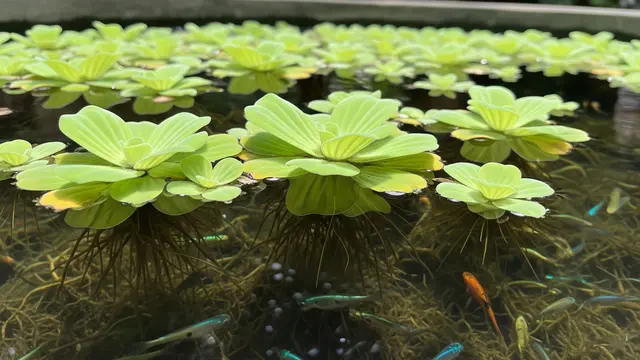 Water Lettuce