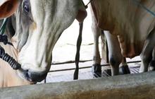 FOTO: Kreativitas Warga Pancoran Ciptakan Biogas dari Kotoran Sapi