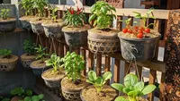 9 Ide Kebun Sayur Lahan Terbatas Pakai Media Tanam Serbuk Kayu, Panen Melimpah