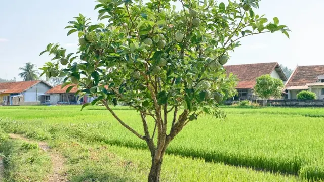 Pohon Buah yang Tidak Mengganggu Pertumbuhan Padi di Sawah (AI)