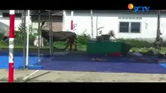 Seekor sapi kurban ngamuk saat mau disembelih di Pariaman, Sumatera Barat.